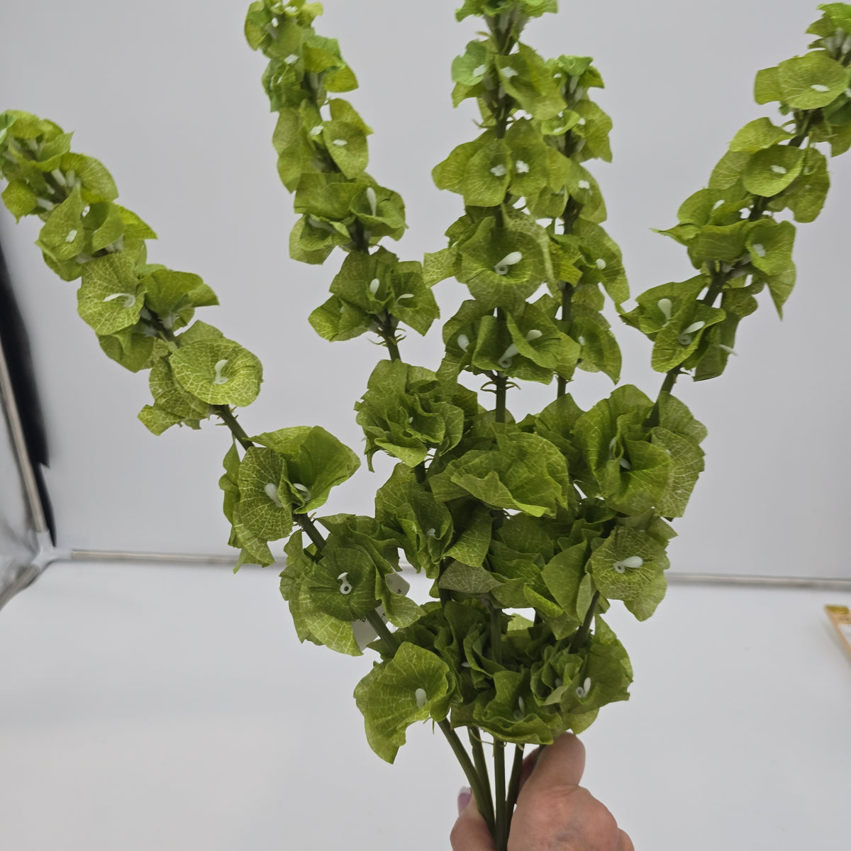 Bells of Ireland Bush--#Fbb414