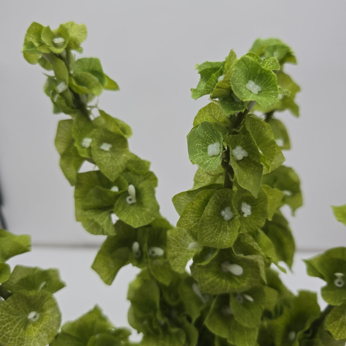 Bells of Ireland Bush--#Fbb414