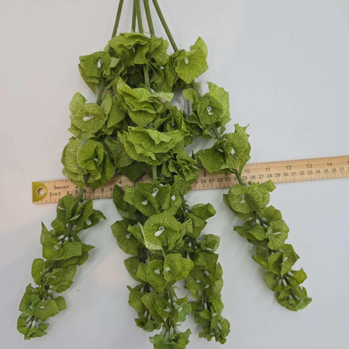 Bells of Ireland Bush--#Fbb414