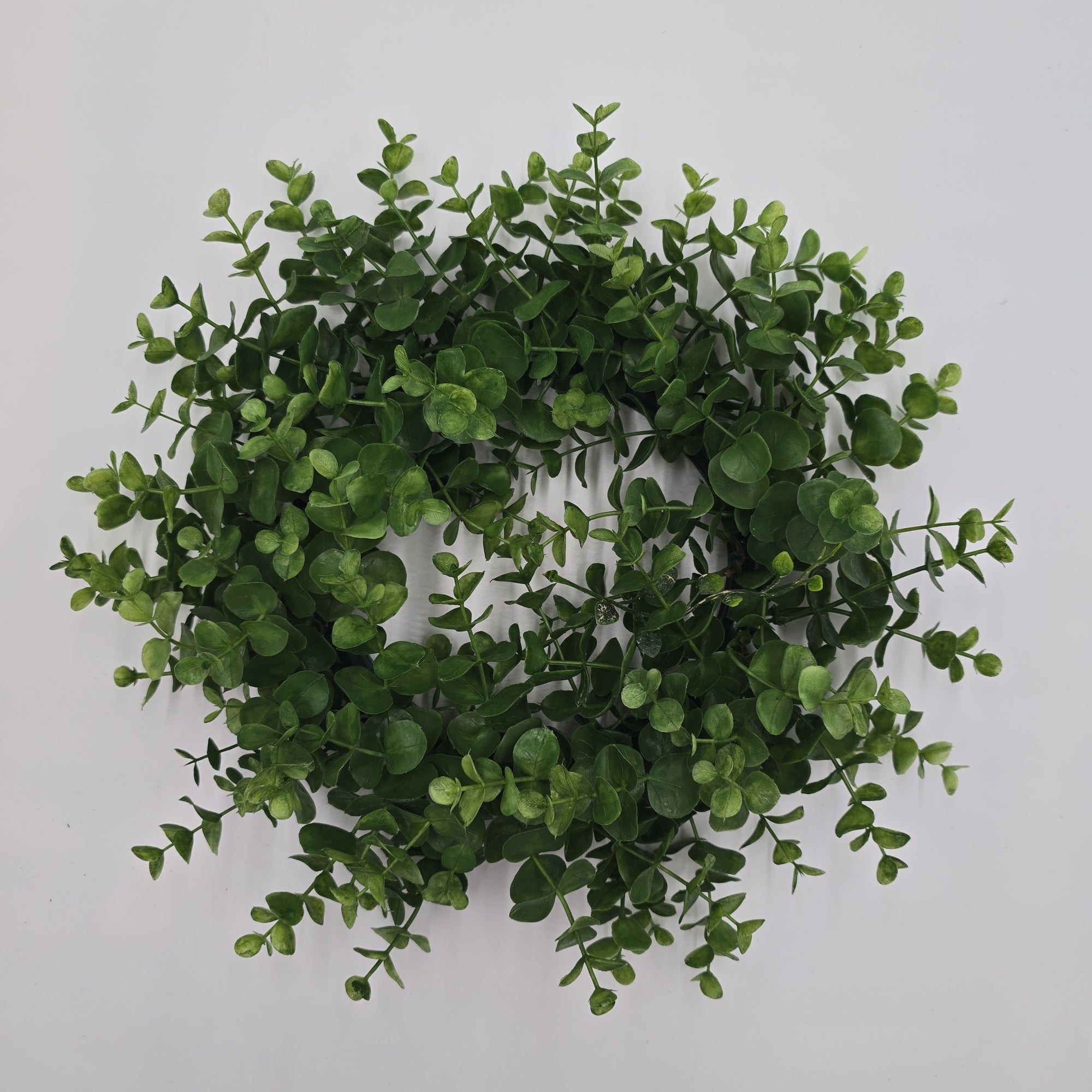 6" eucalyptus wreath--pce387-gr