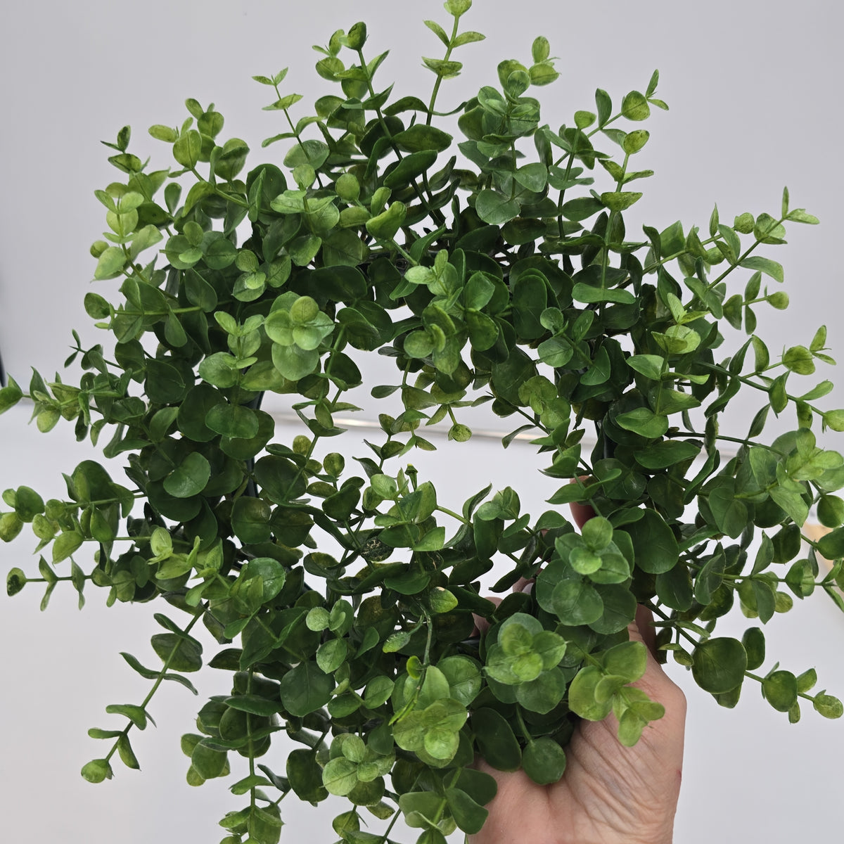 6&quot; eucalyptus wreath--pce387-gr