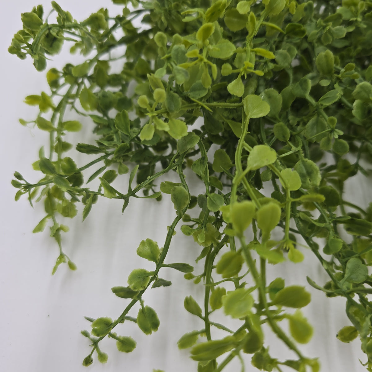 13&quot;Button Fern--pbf328-gr