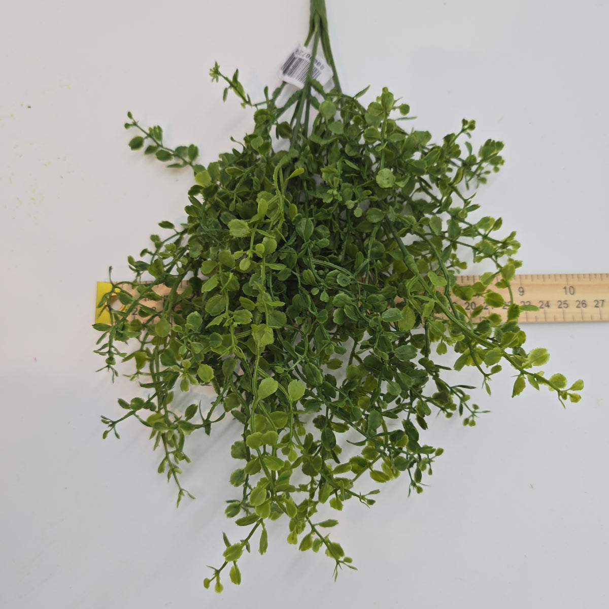 13&quot;Button Fern--pbf328-gr