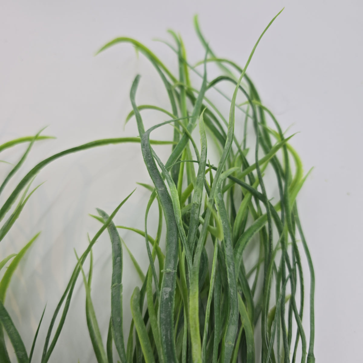 19&quot; Grass Bush--#pbg427