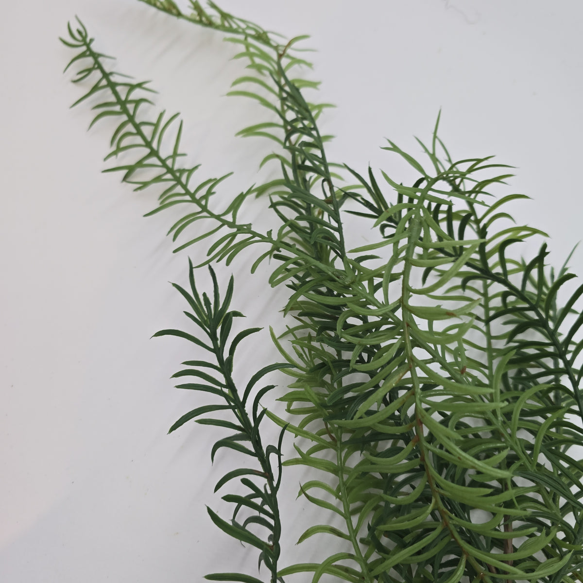 29&quot; Hanging Pine--#ysp200