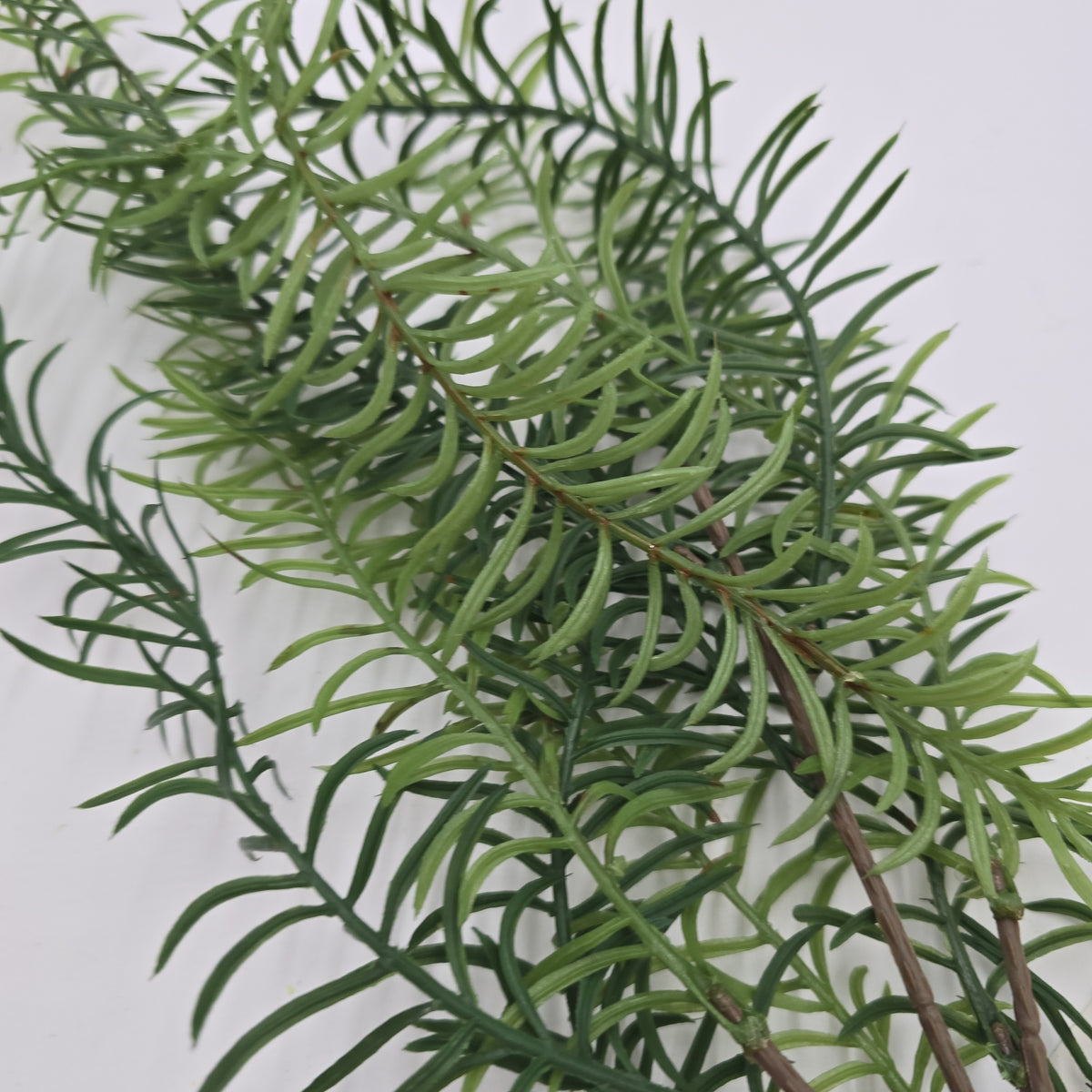 29&quot; Hanging Pine--#ysp200