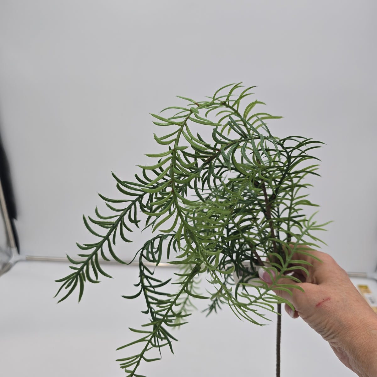 29&quot; Hanging Pine--#ysp200