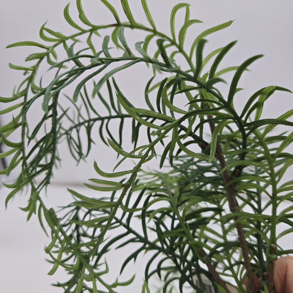 29&quot; Hanging Pine--#ysp200