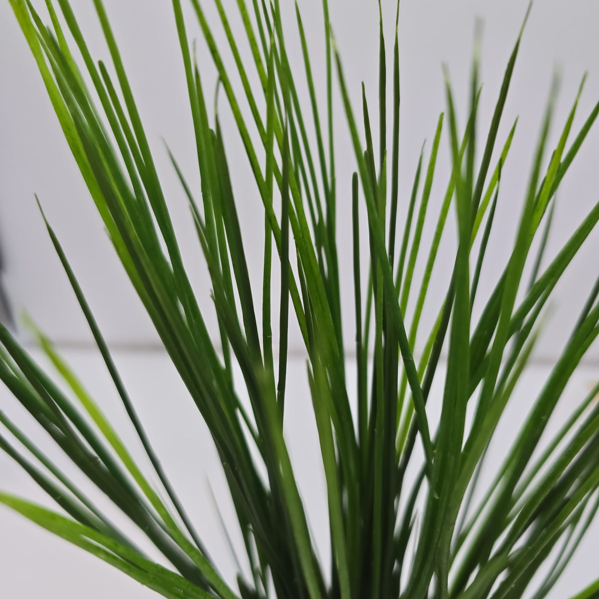 Grass Bush--#Pbg010-gr