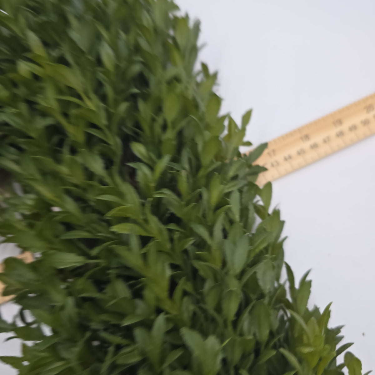 14-16&quot; Square Tea Leaf Wreath