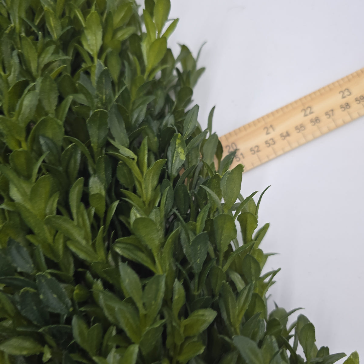 18&quot; Square Bxwood Wrth  #pwl728