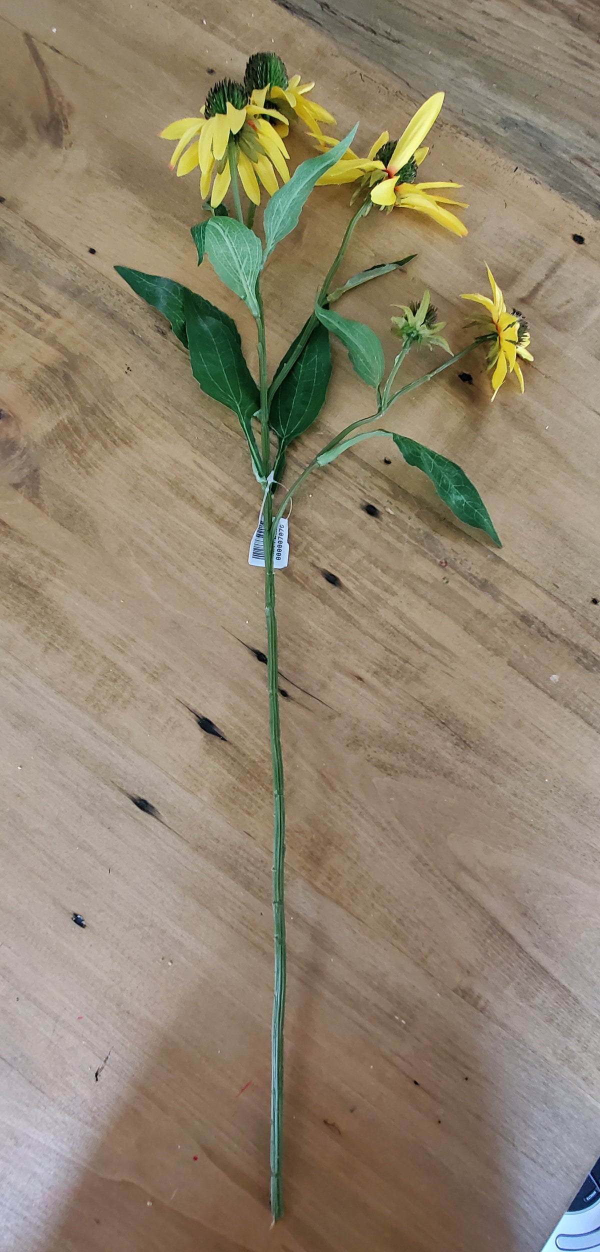 29"Echinacea Spray--#fse204