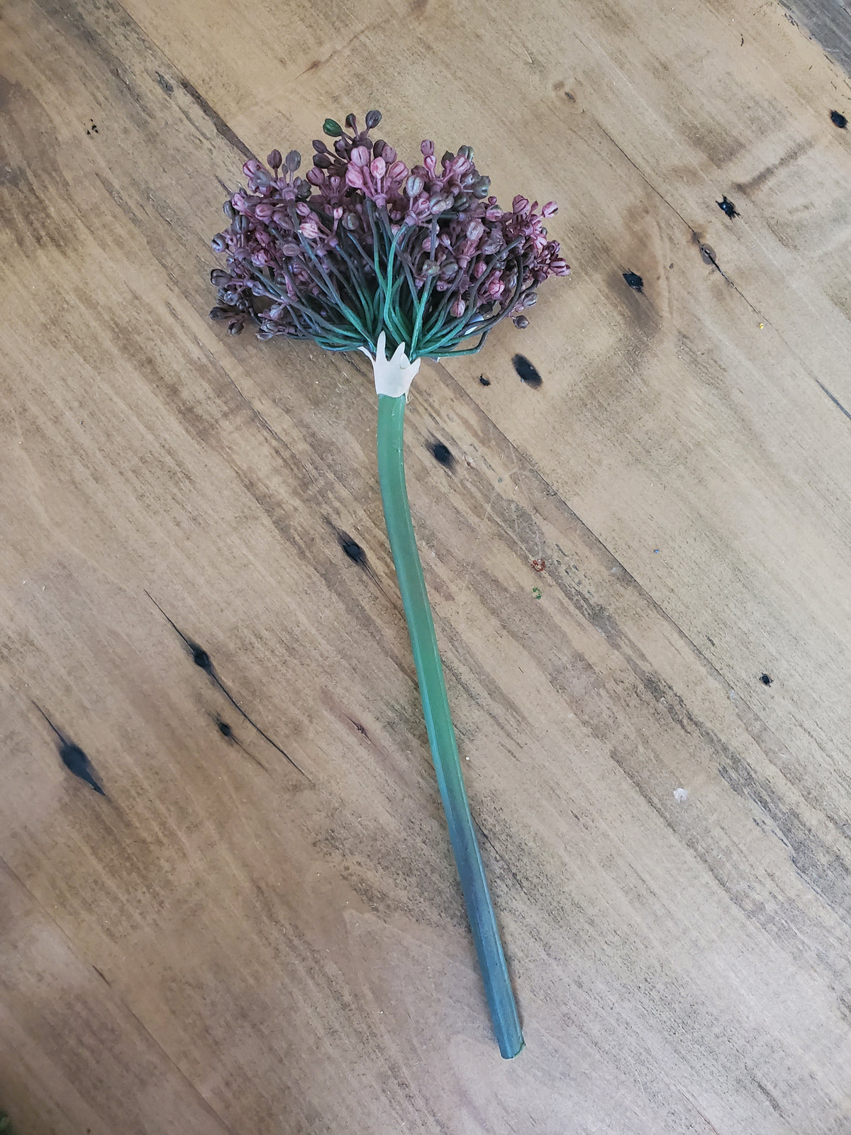 12&quot; Allium stem/Buds--#fsa662