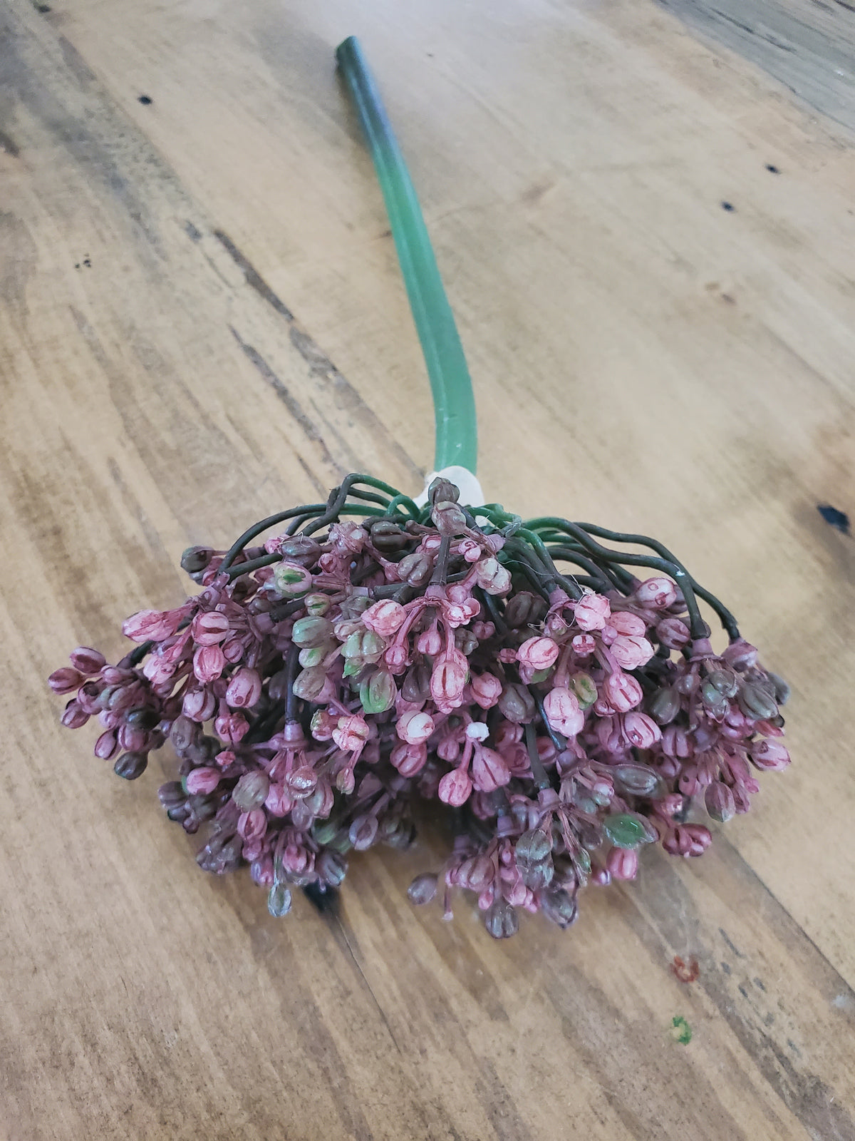 12&quot; Allium stem/Buds--#fsa662