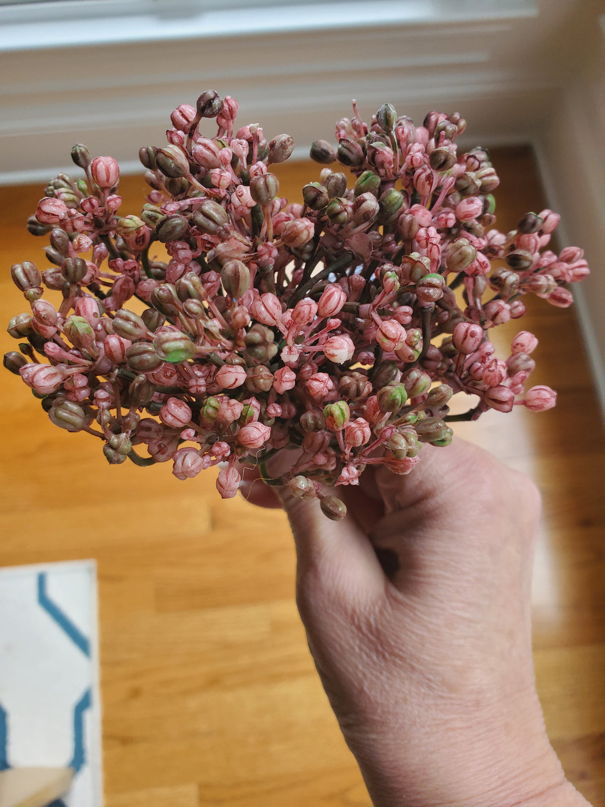 12&quot; Allium stem/Buds--#fsa662