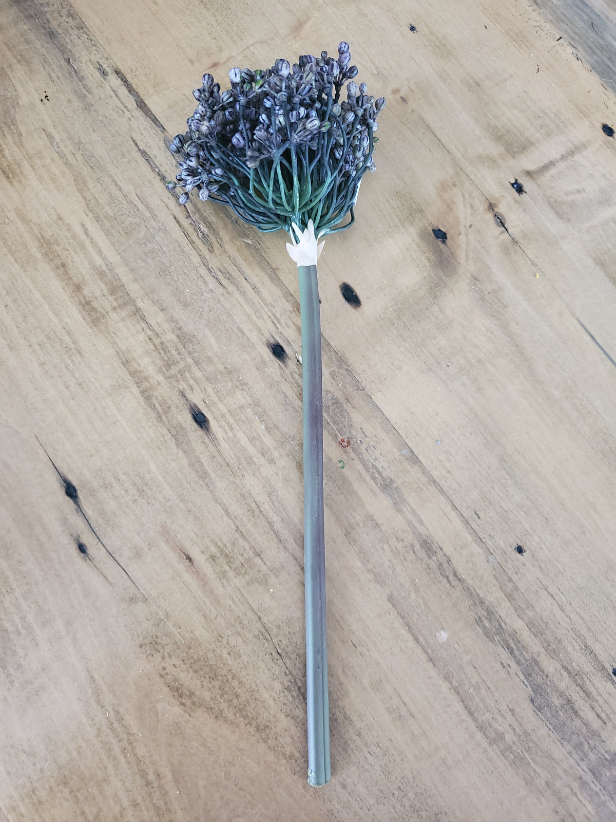 12&quot; Allium stem/Buds--#fsa662
