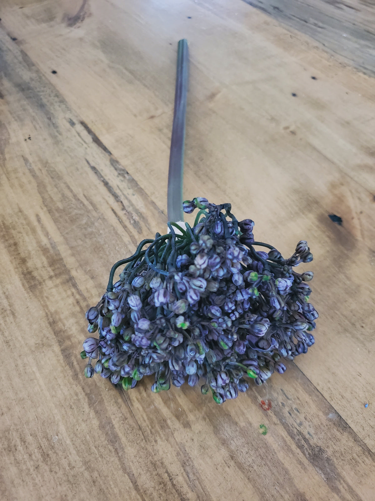 12&quot; Allium stem/Buds--#fsa662