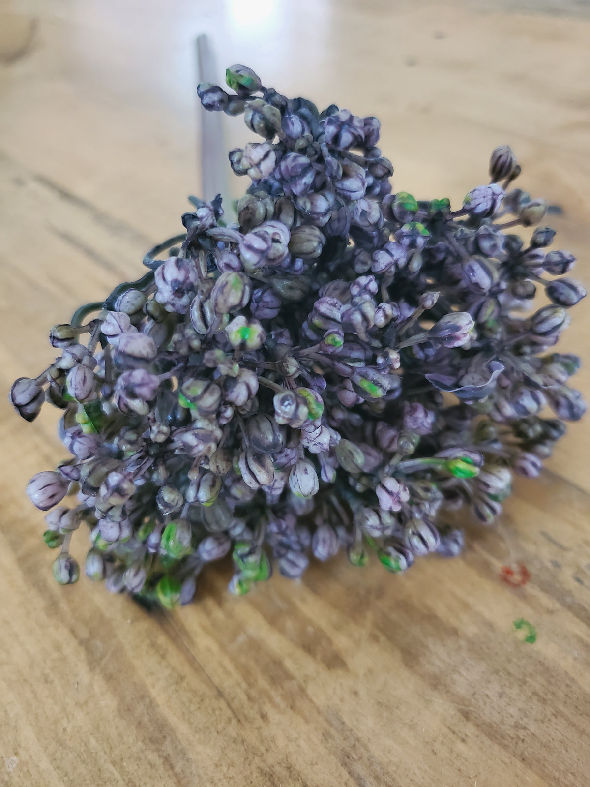 12&quot; Allium stem/Buds--#fsa662