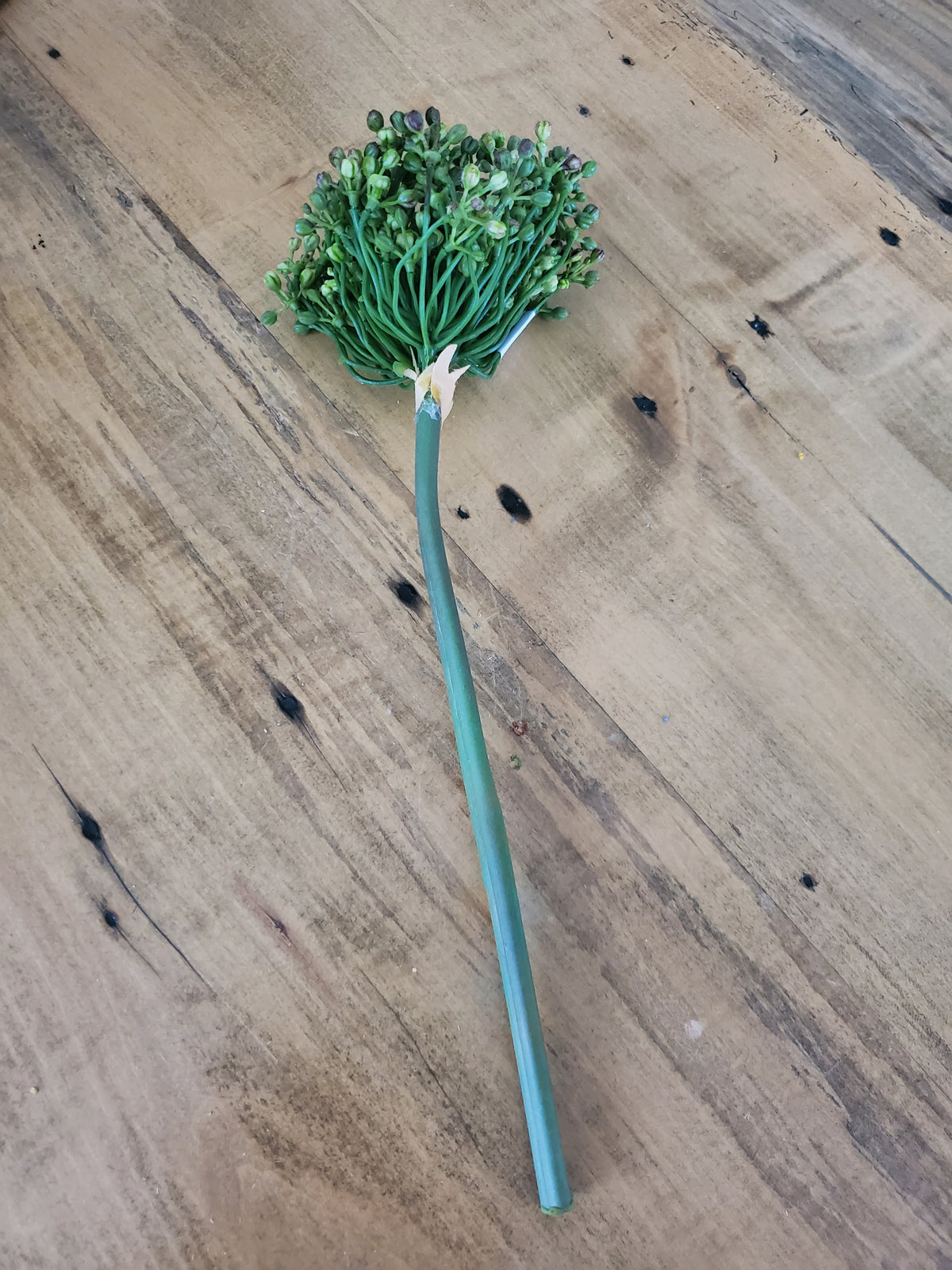 12&quot; Allium stem/Buds--#fsa662