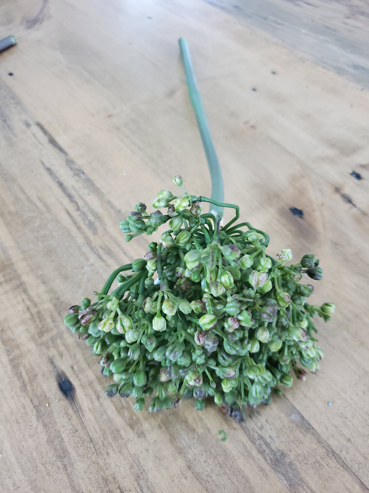 12&quot; Allium stem/Buds--#fsa662