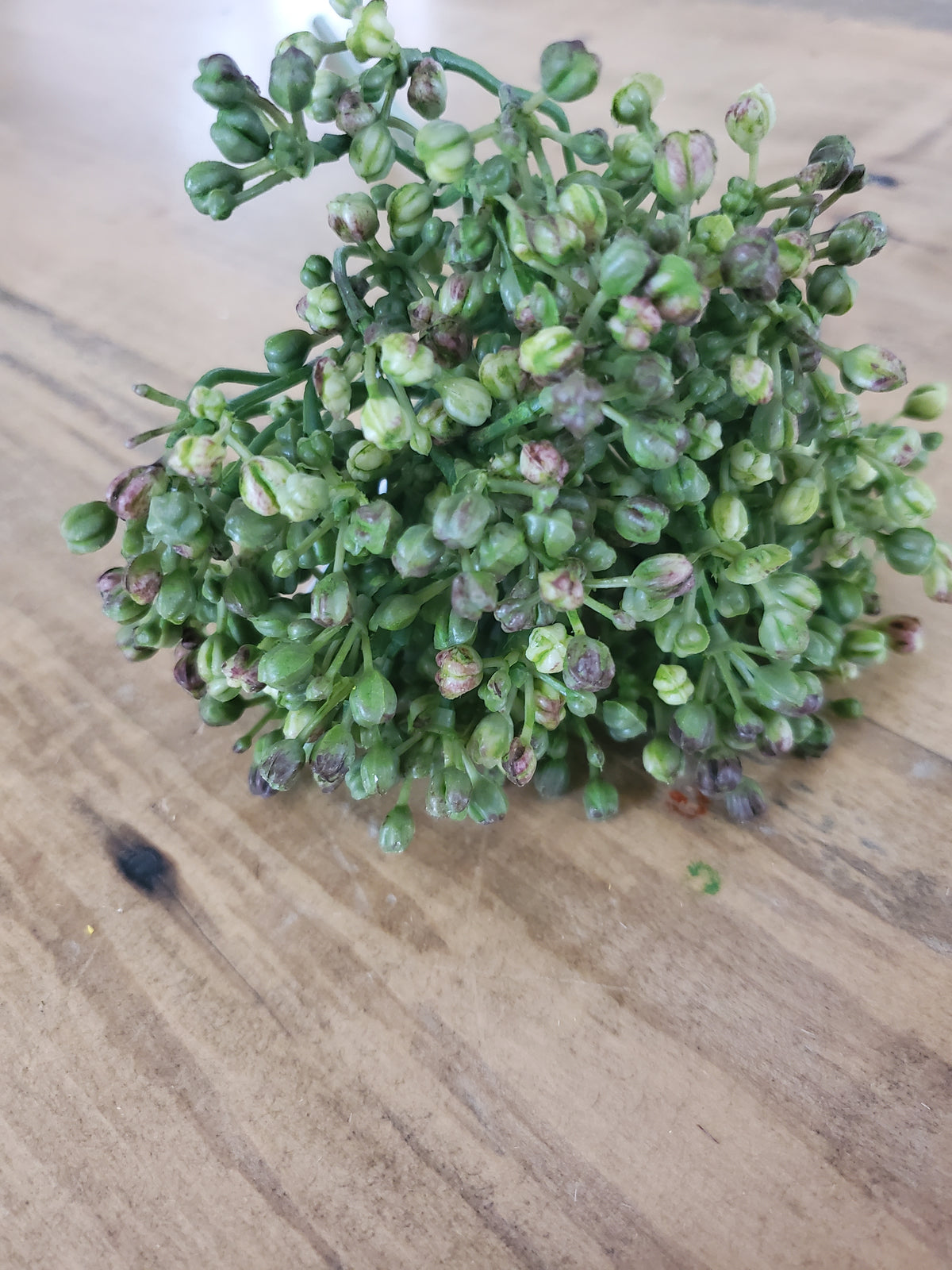 12&quot; Allium stem/Buds--#fsa662