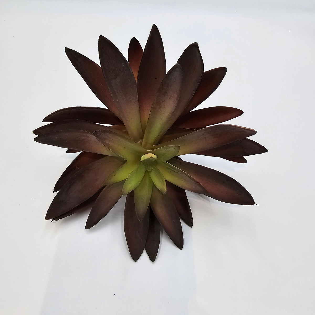 8.5&quot;AGAVE--CM4046-BU/GR