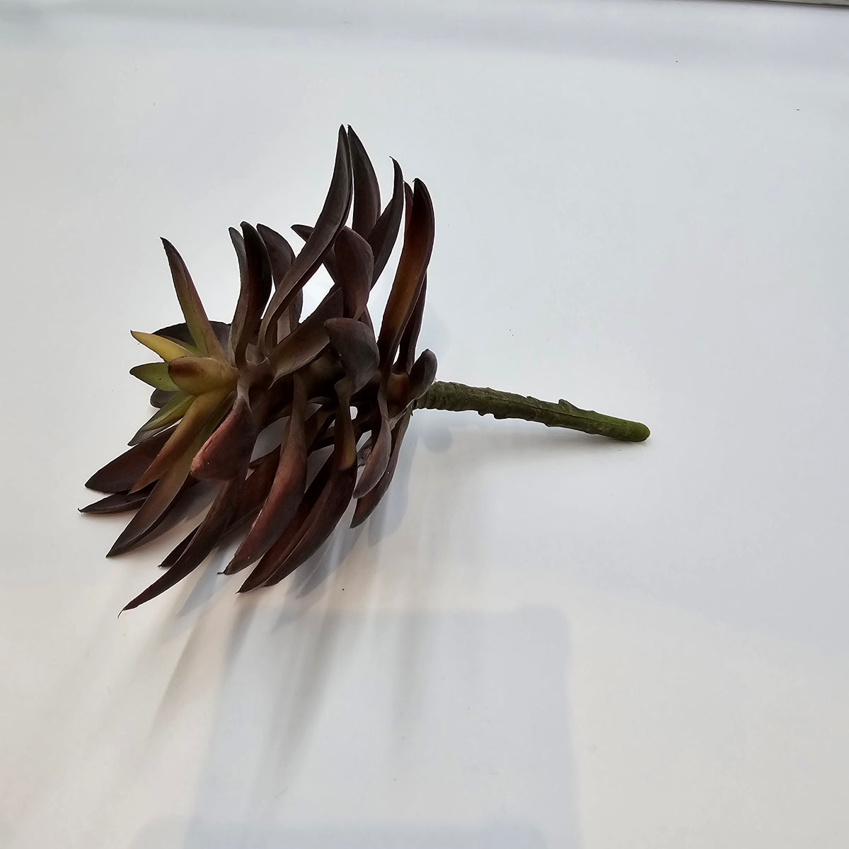 8.5&quot;AGAVE--CM4046-BU/GR