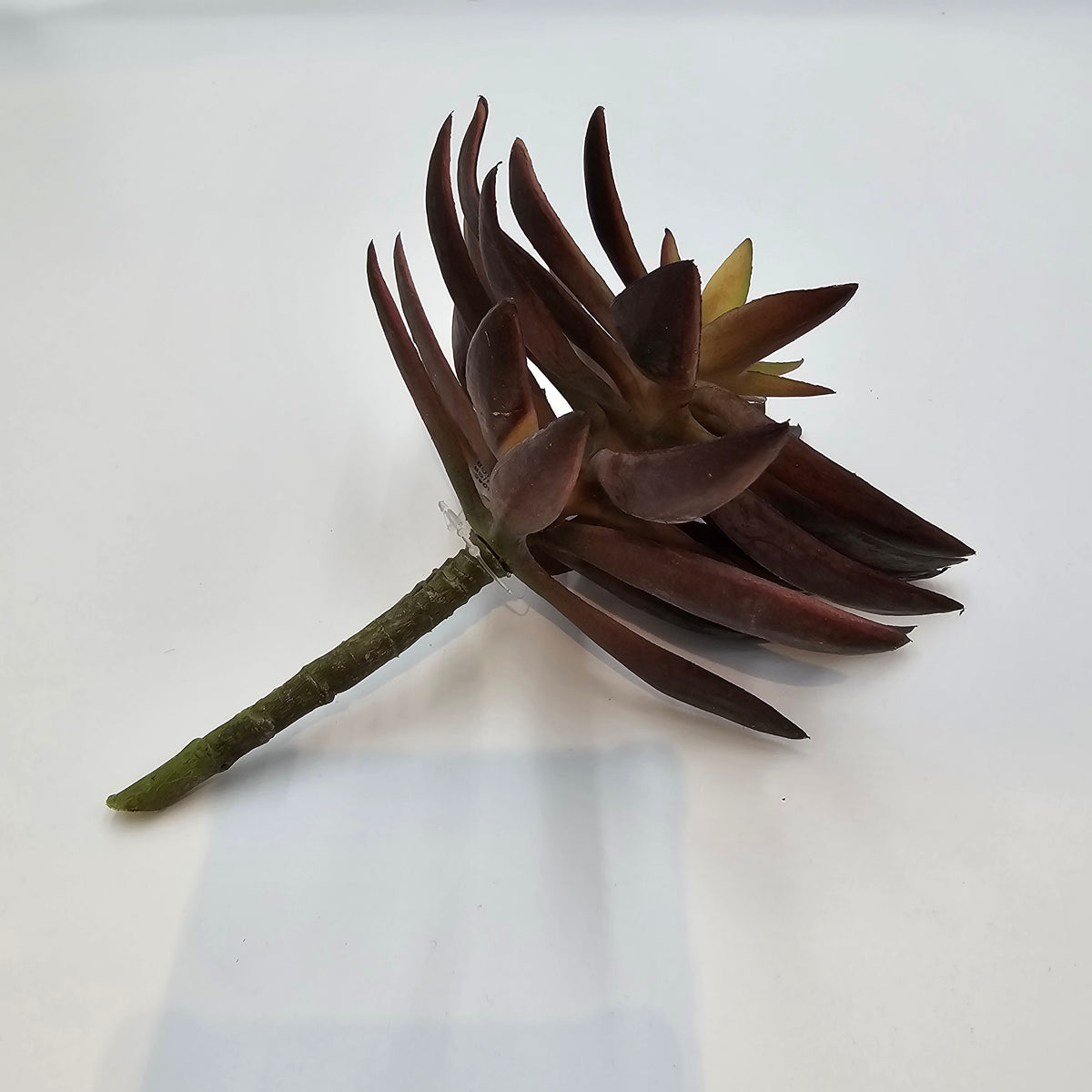 8.5&quot;AGAVE--CM4046-BU/GR