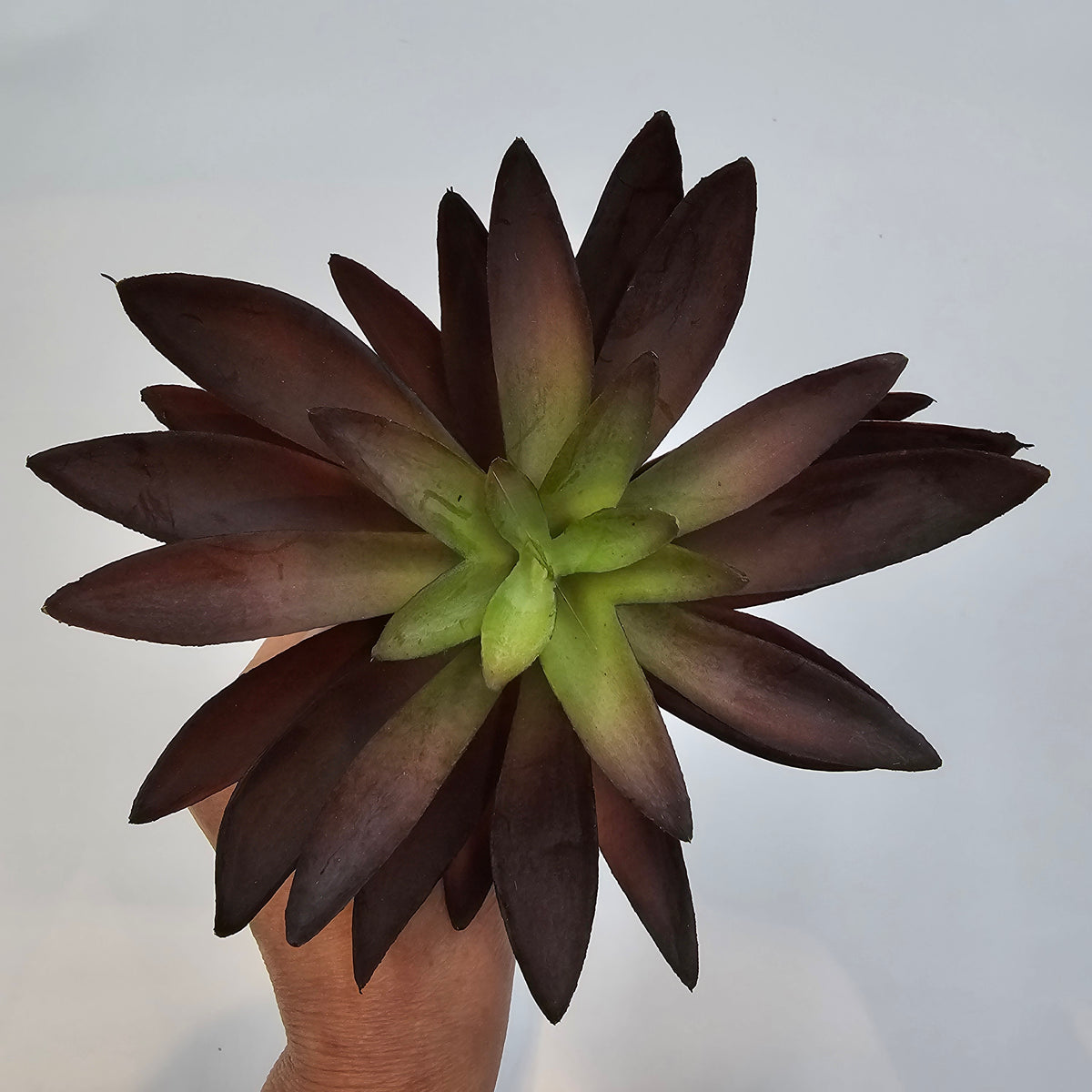 8.5&quot;AGAVE--CM4046-BU/GR