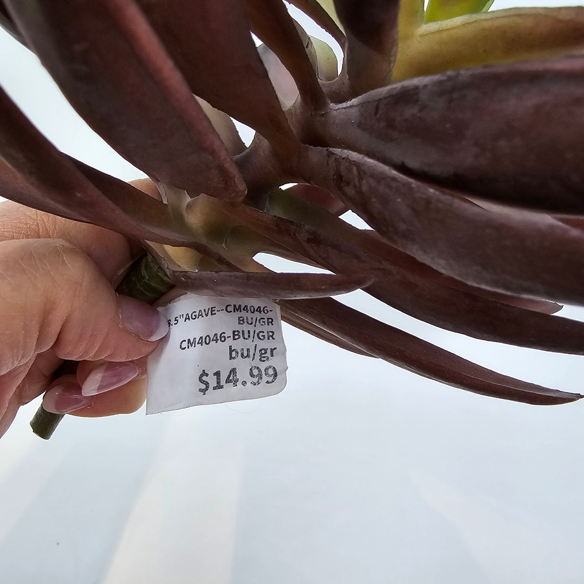 8.5&quot;AGAVE--CM4046-BU/GR