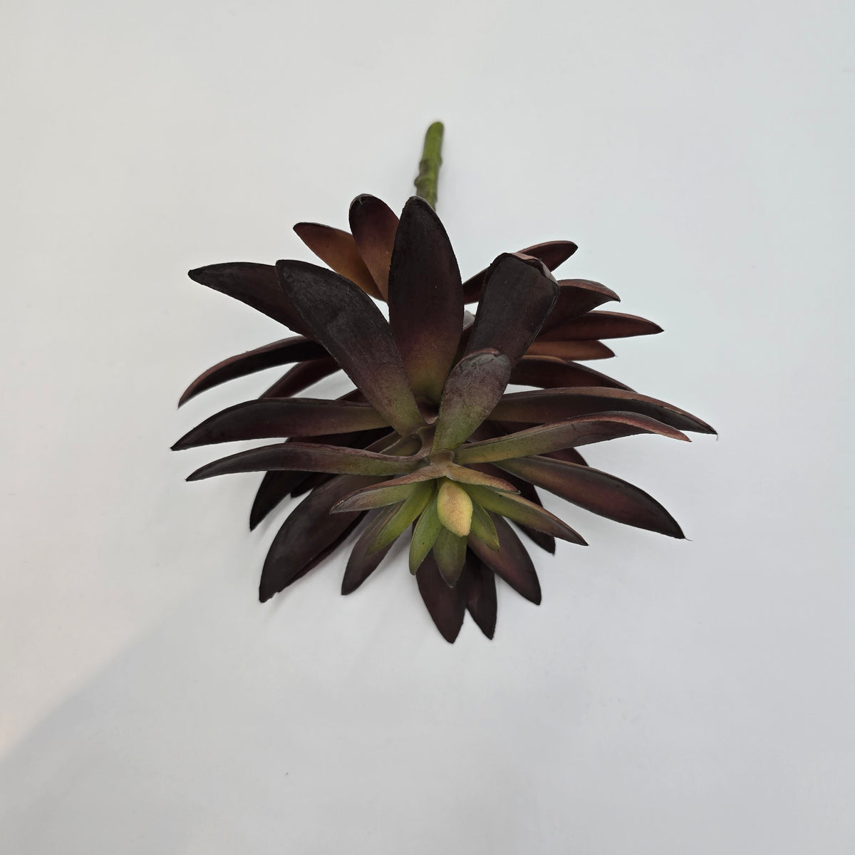 8.5&quot;AGAVE--CM4046-BU/GR