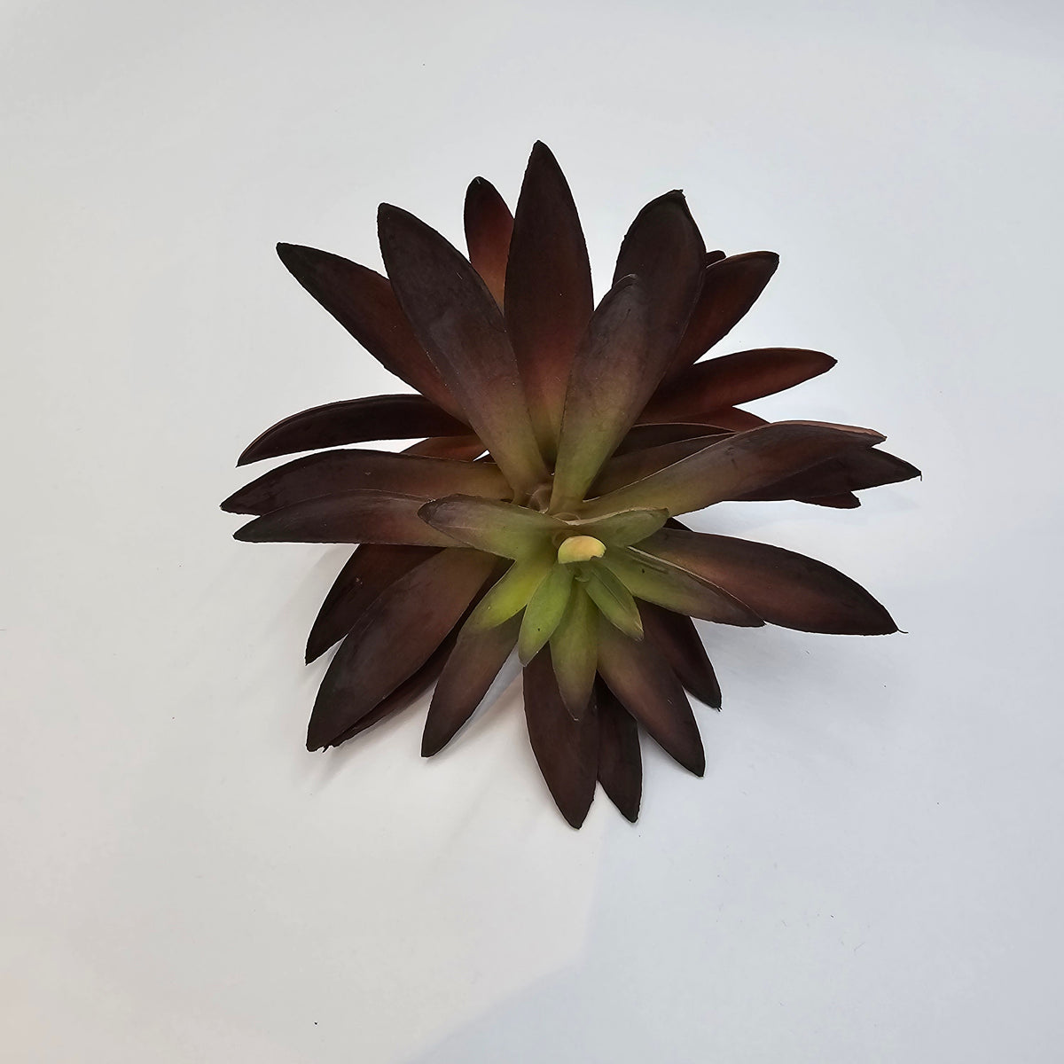 8.5&quot;AGAVE--CM4046-BU/GR