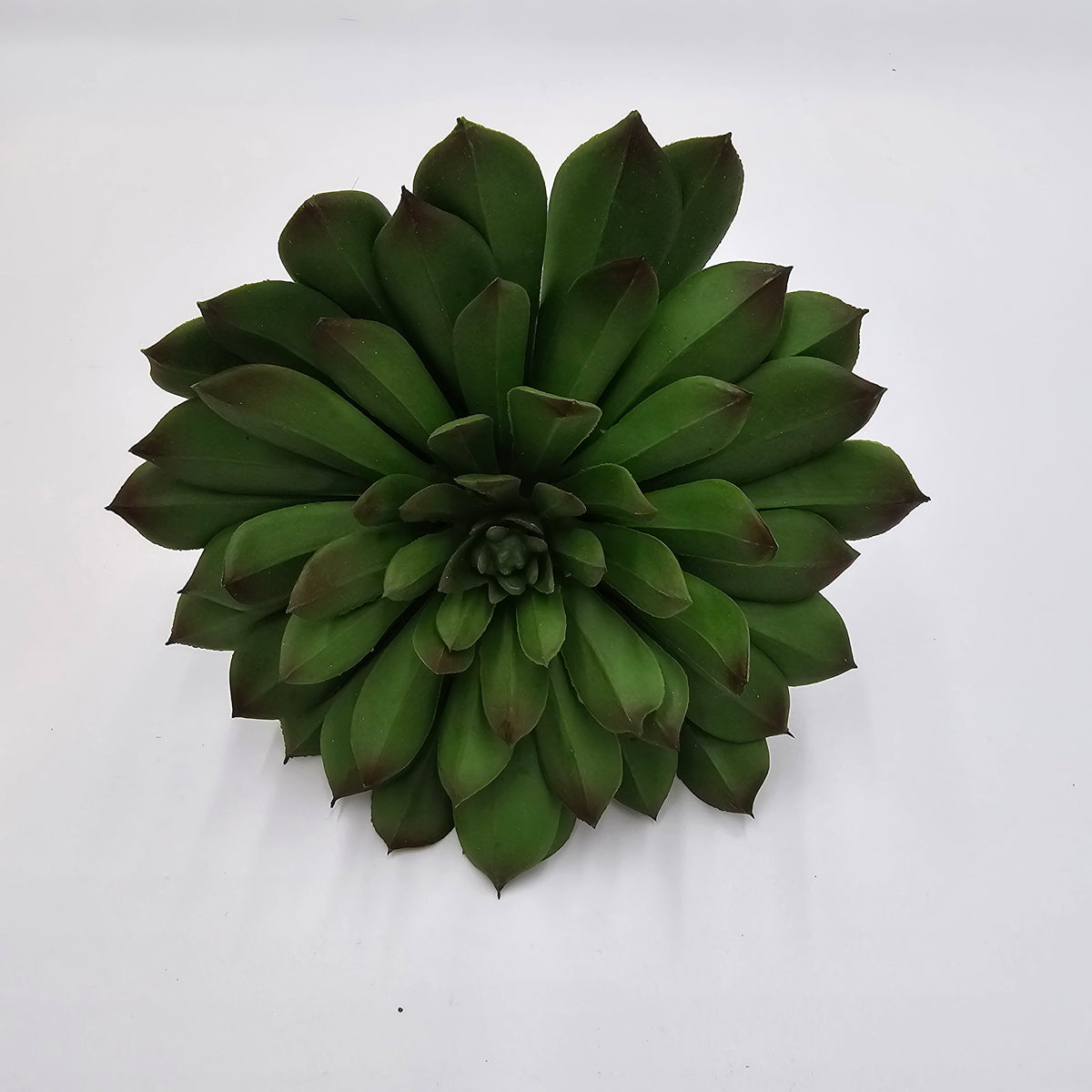 6&quot;H ECHEVERIA--CE7449-GR