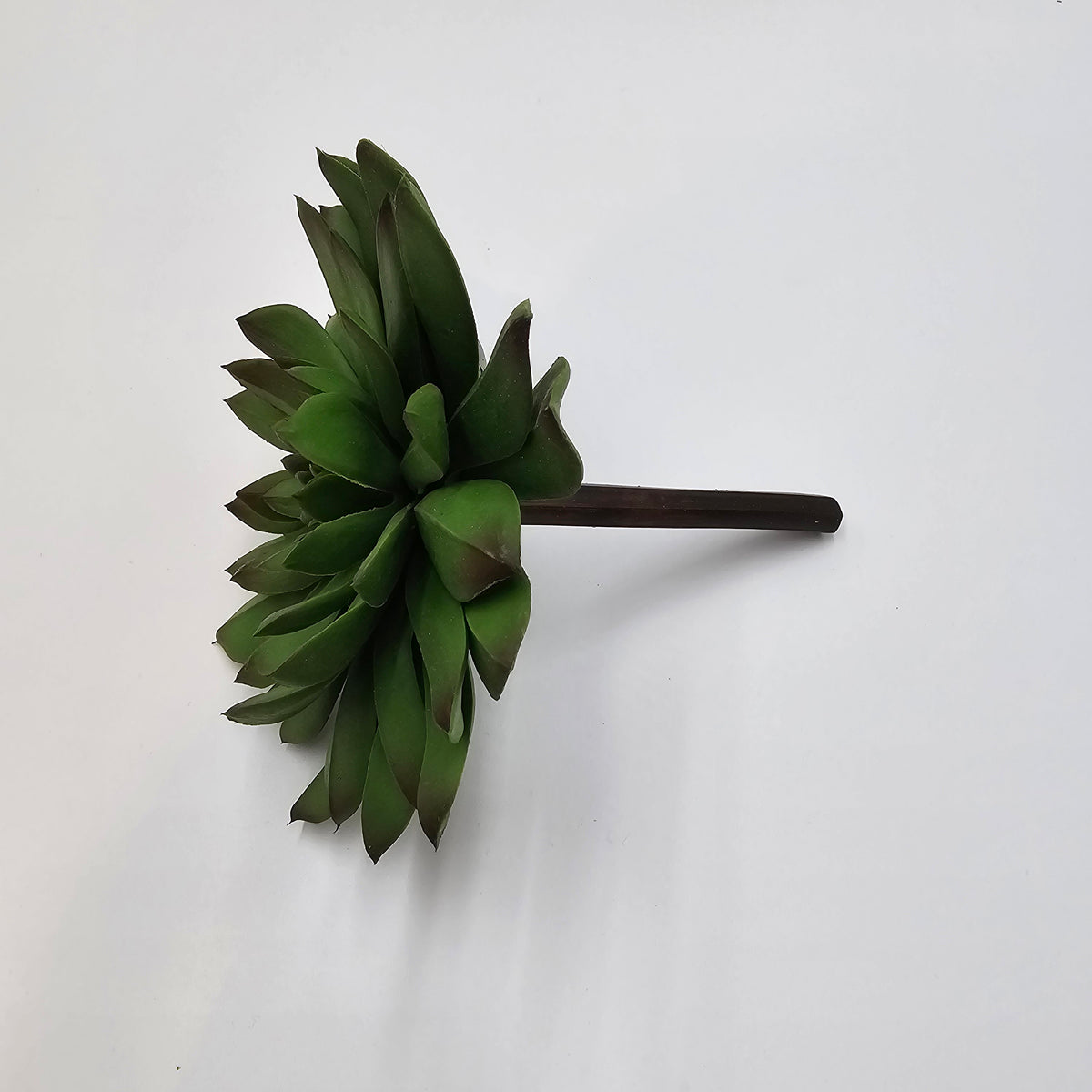 6&quot;H ECHEVERIA--CE7449-GR