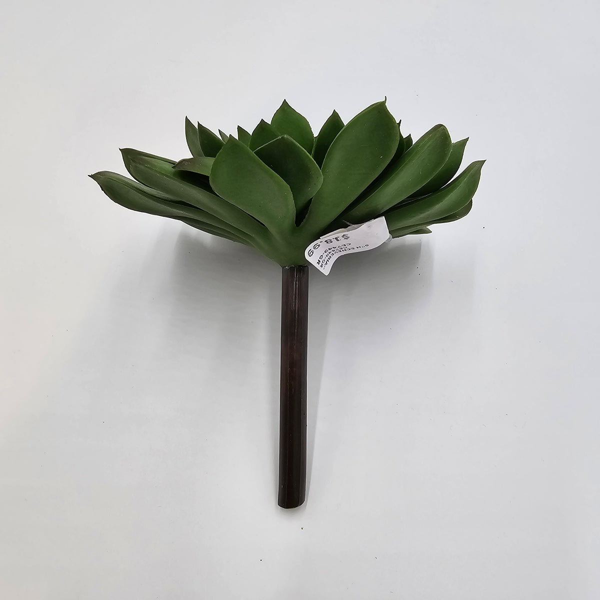 6&quot;H ECHEVERIA--CE7449-GR