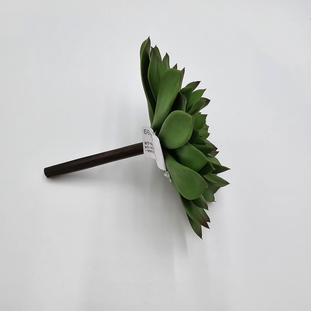 6&quot;H ECHEVERIA--CE7449-GR