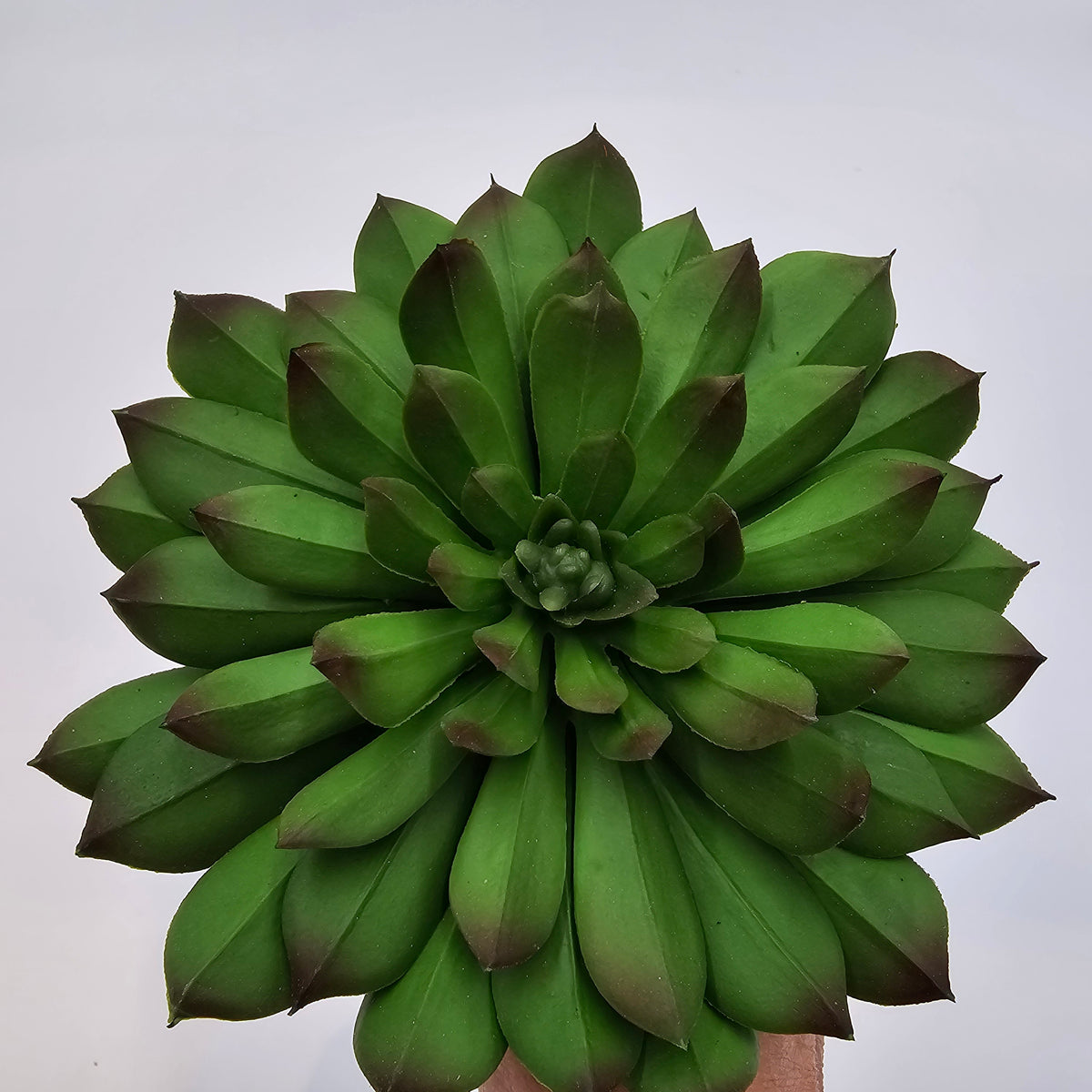 6&quot;H ECHEVERIA--CE7449-GR