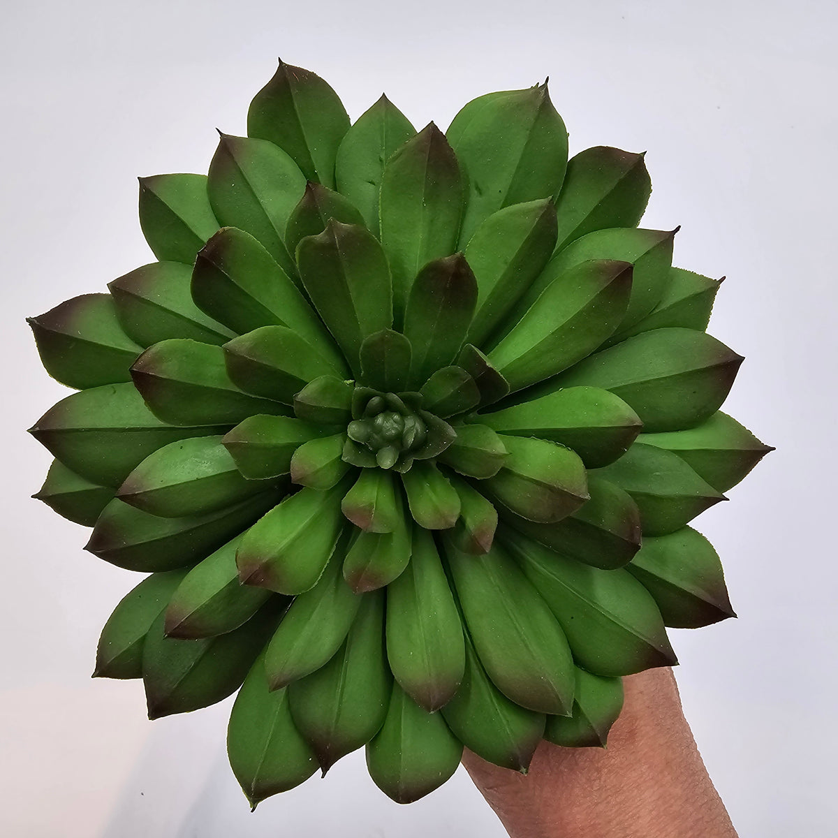 6&quot;H ECHEVERIA--CE7449-GR