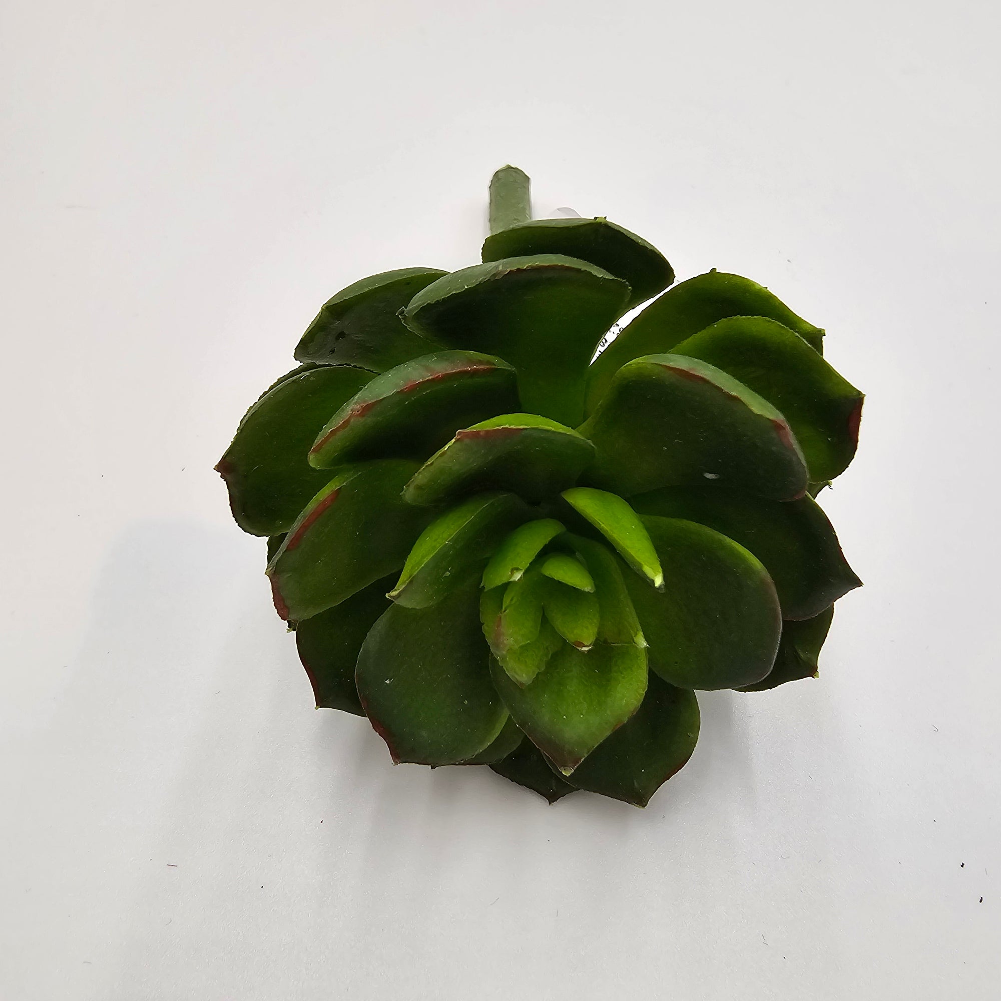 5H ECHEVERIA--CE8227-BU/GR