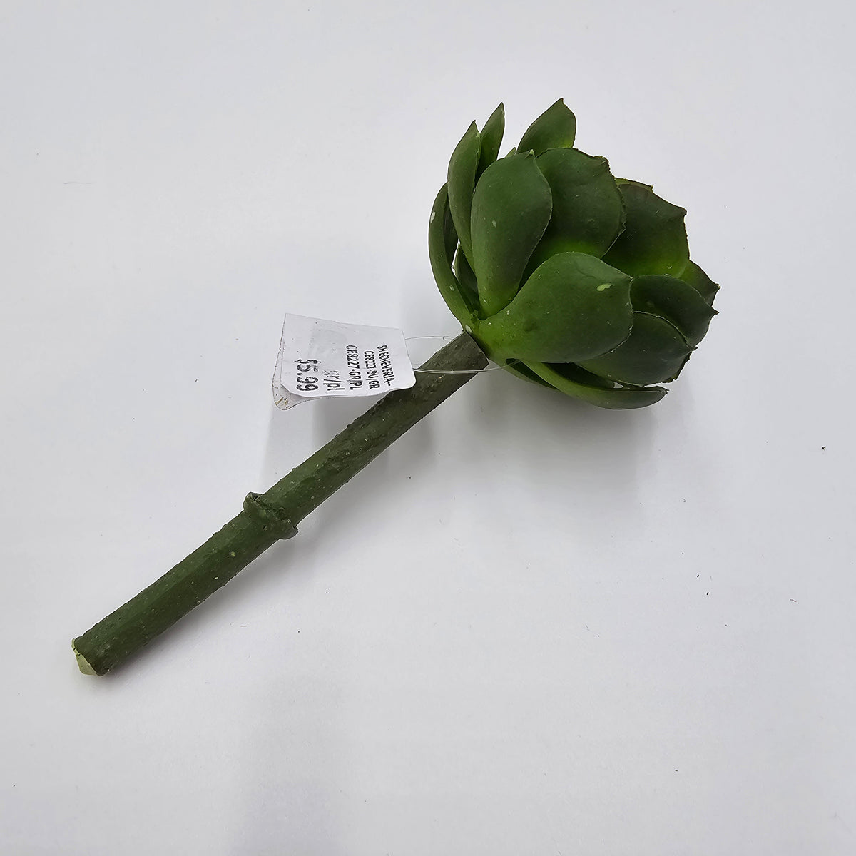 5H ECHEVERIA--CE8227-BU/GR