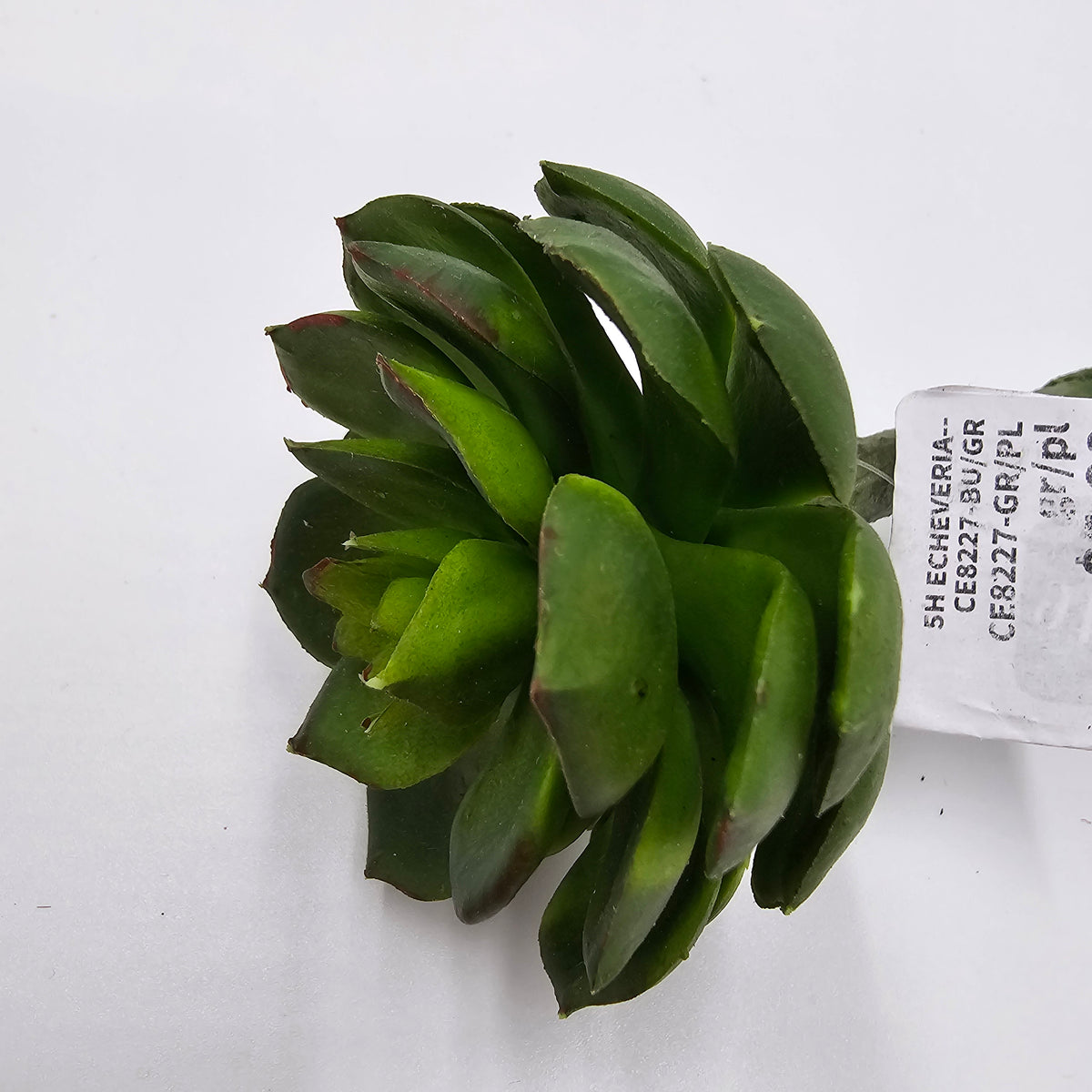 5H ECHEVERIA--CE8227-BU/GR
