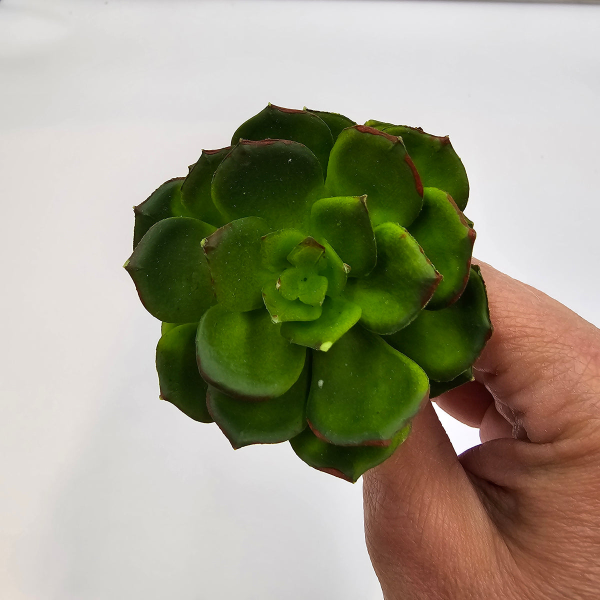 5H ECHEVERIA--CE8227-BU/GR