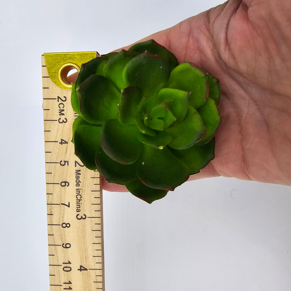 5H ECHEVERIA--CE8227-BU/GR