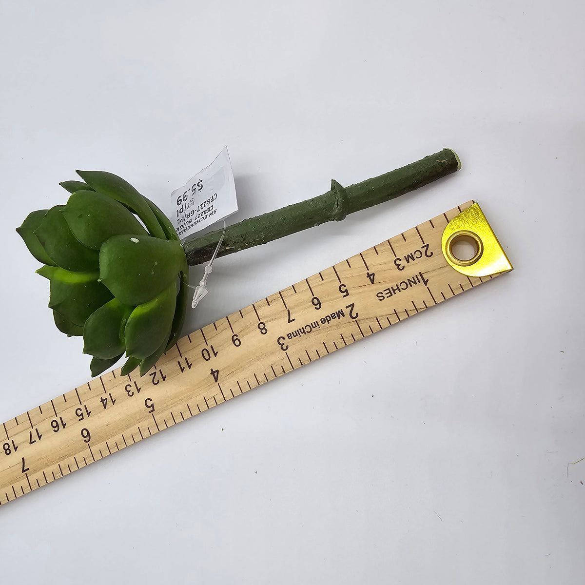 5H ECHEVERIA--CE8227-BU/GR