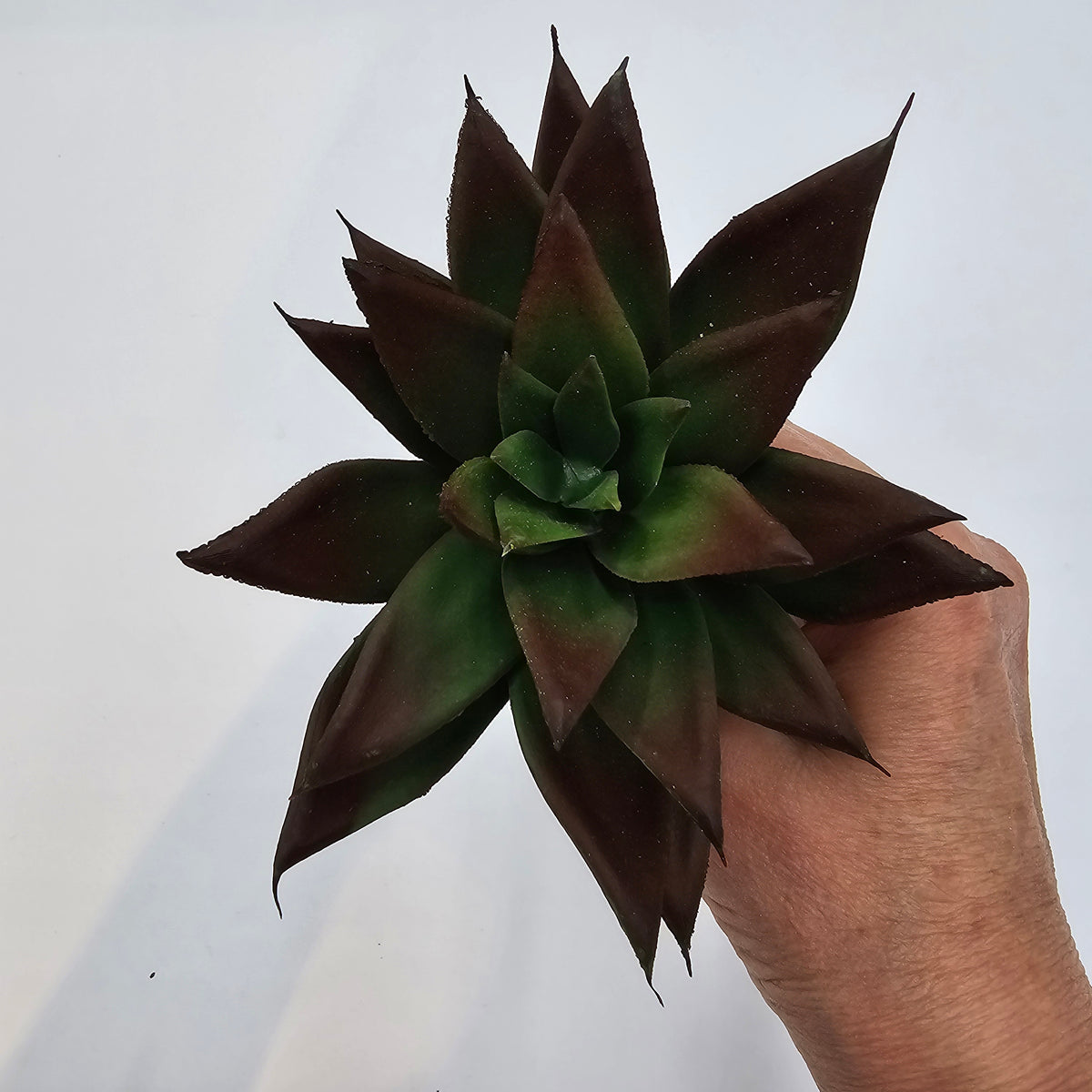 6&quot;SUCC--cs7450-gr/br