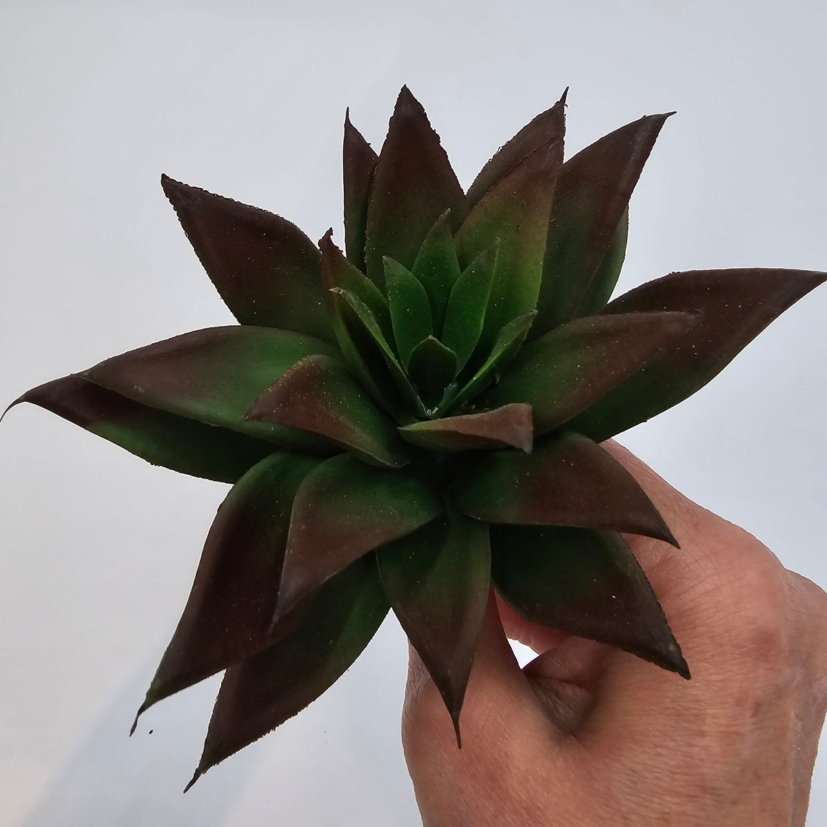 6&quot;SUCC--cs7450-gr/br