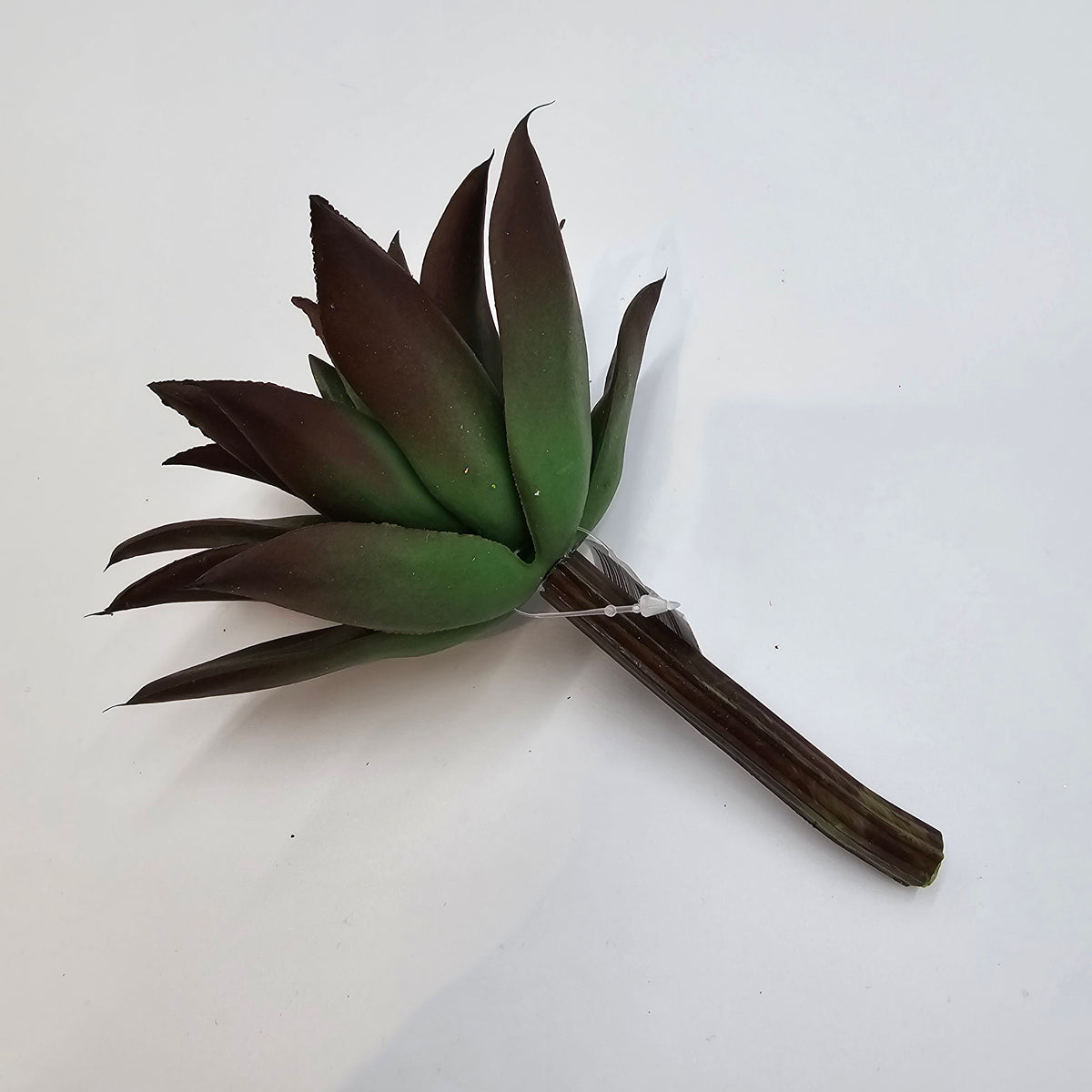 6&quot;SUCC--cs7450-gr/br