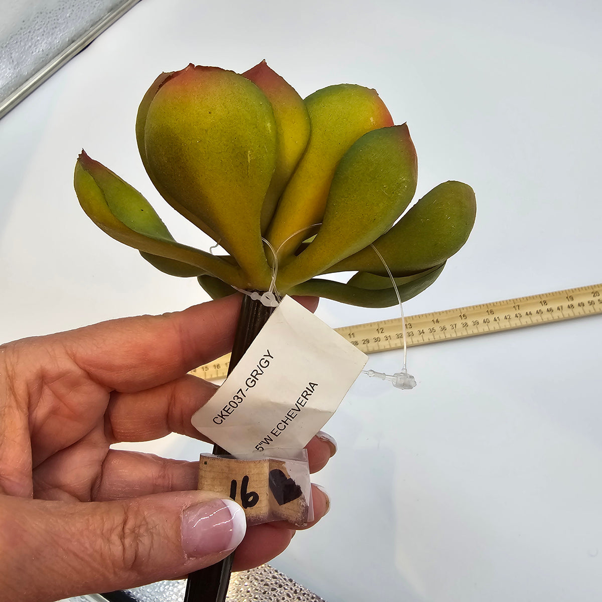 Echeveria--cke037-gr/gy