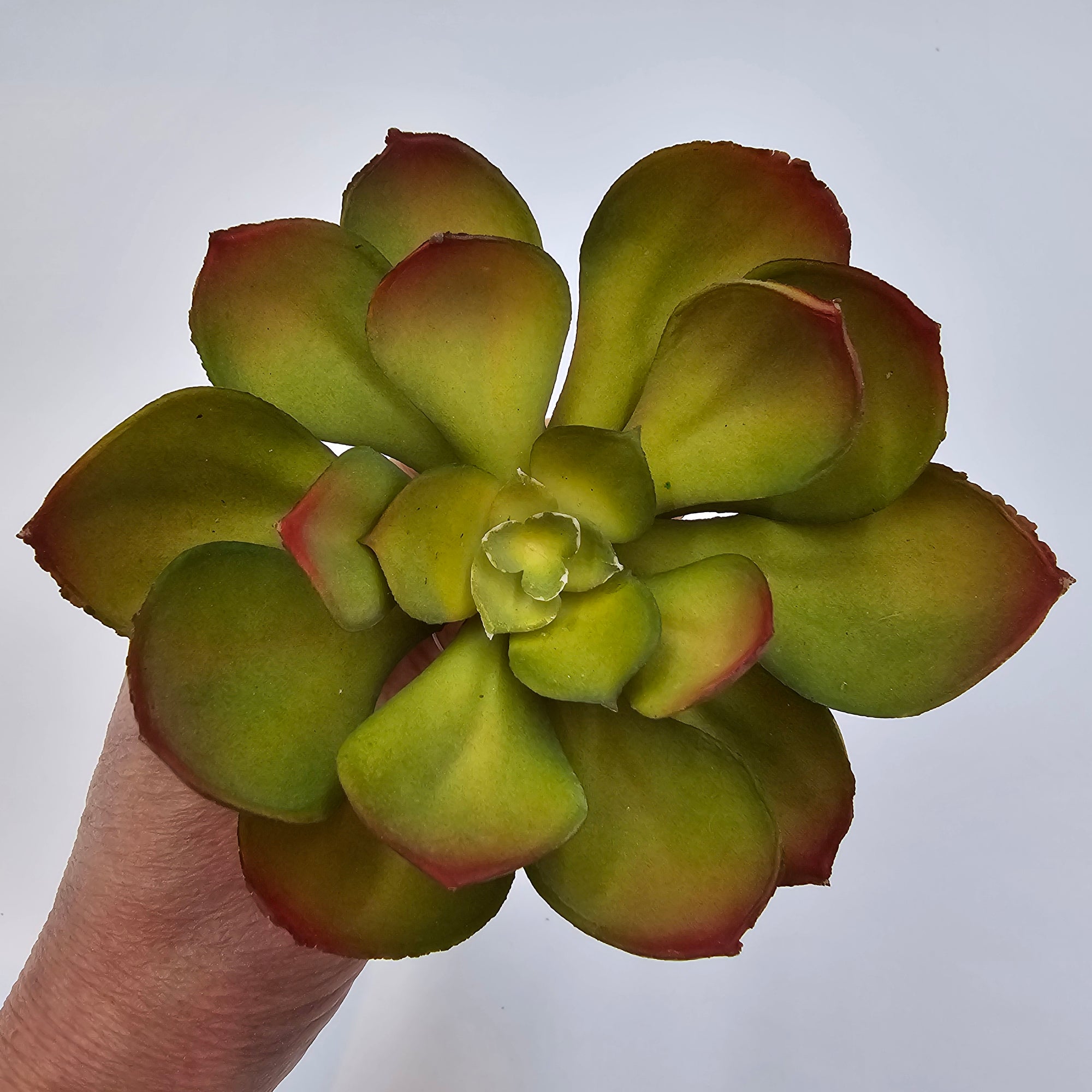 Echeveria--cke037-gr/gy