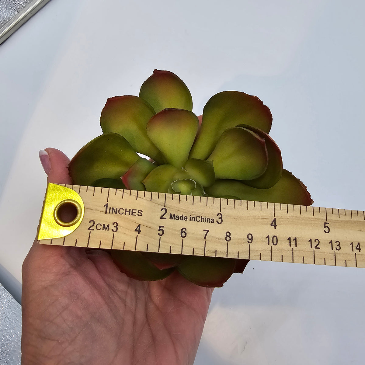 Echeveria--cke037-gr/gy